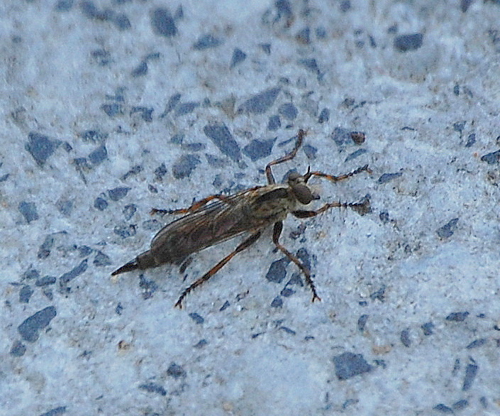 Auch Insekten haben ernsthafte Feinde in der Insektenwelt, hier eine Jagdfliege auch Schlichte Raubfliege genannt (Machimus rusticus), 21.08.10 Berlin-Karow.