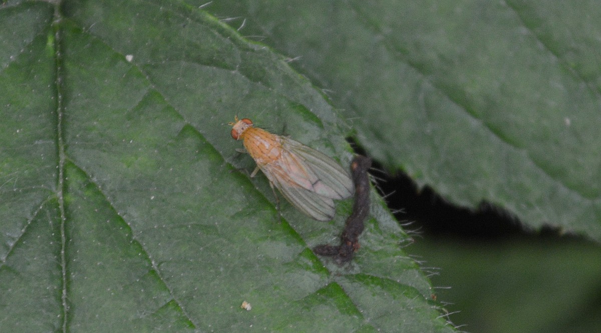 Aus der Familie der Faulfliegen die Art Meiosimyza decipiens am 01.06.14 Hochwaldhausen im Vogelsbergkreis (Hessen).