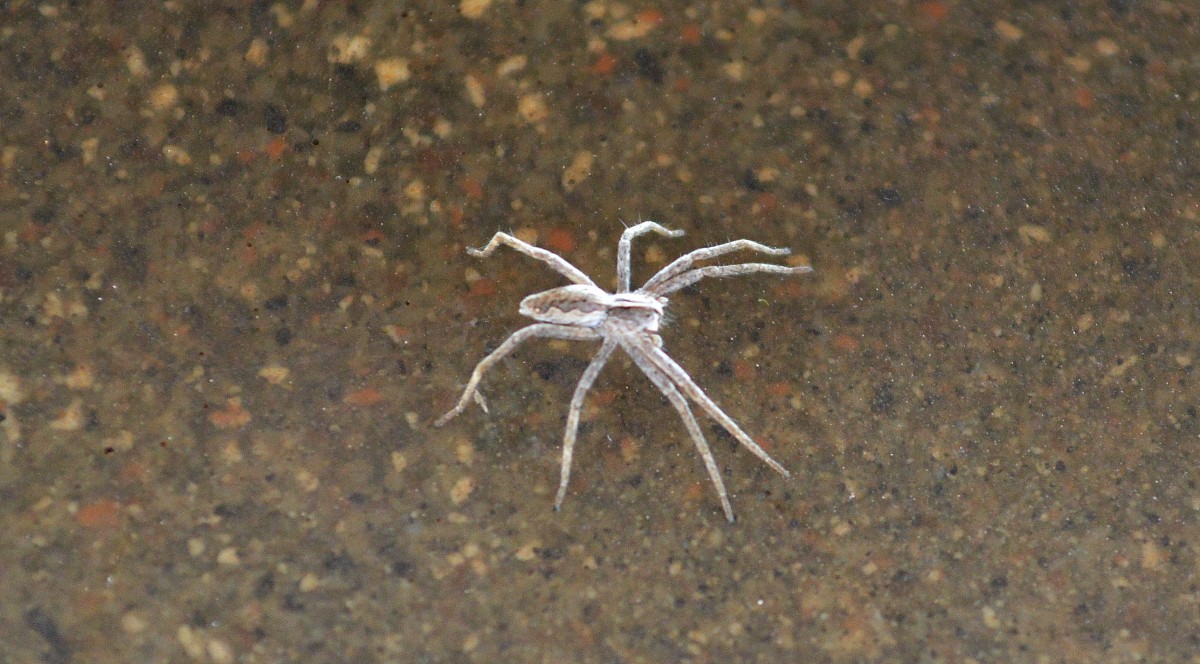 Diese kleine Spinne, möglicherweise eine kleine Laufspinnenart entdeckte ich im Bhf. Flughafen Berlin-Schönefeld, 18.09.14