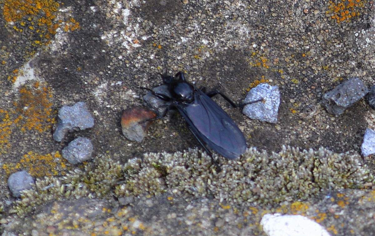 Diese schwarz glnzende relativ groe Insekt msste eine Mrzfliege (Bibio marci) sein, 22.04.14 Schnefeld b.Berlin