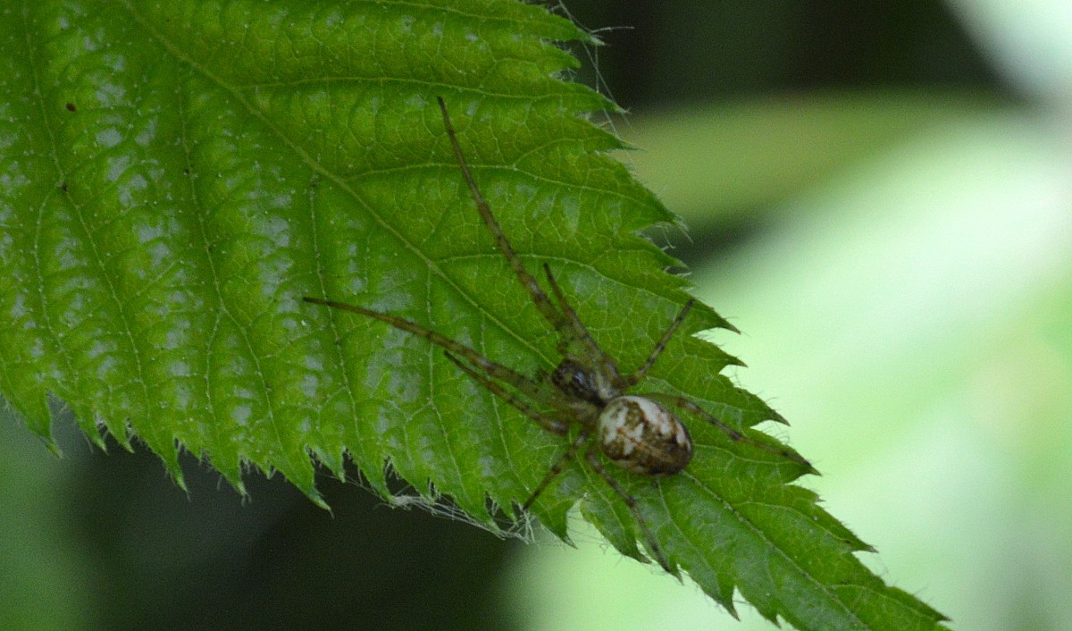 Eine weitere Spinne der Art? am 19.05.14 Hochwaldhausen im Vogösbergkreis (Hessen). 