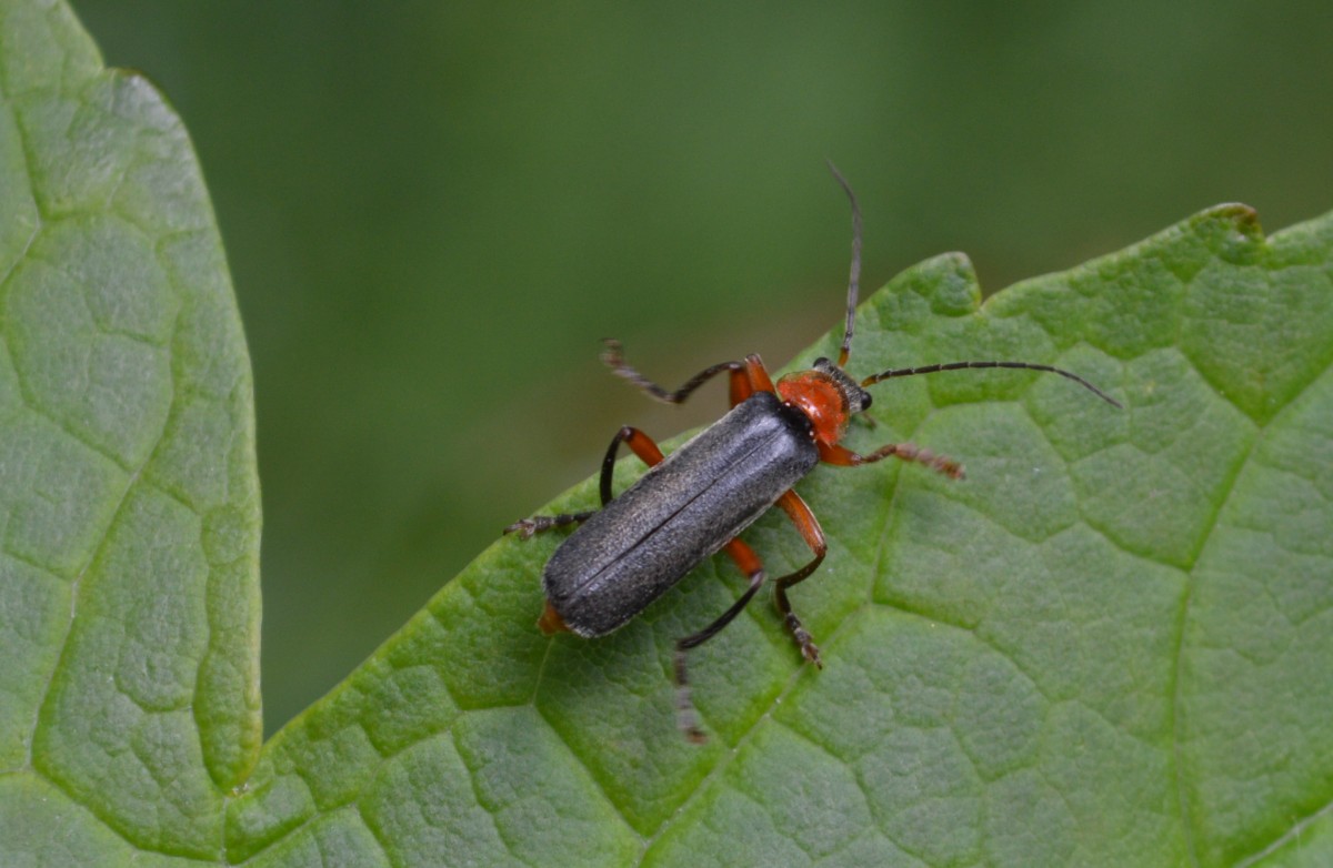 Kein Käfer begegnete mir häufiger wie der Soldatenkäfer (Cantharia rustica) am 01.06.14 Hochwaldhausen im Vogelsbergkreis (Hessen).