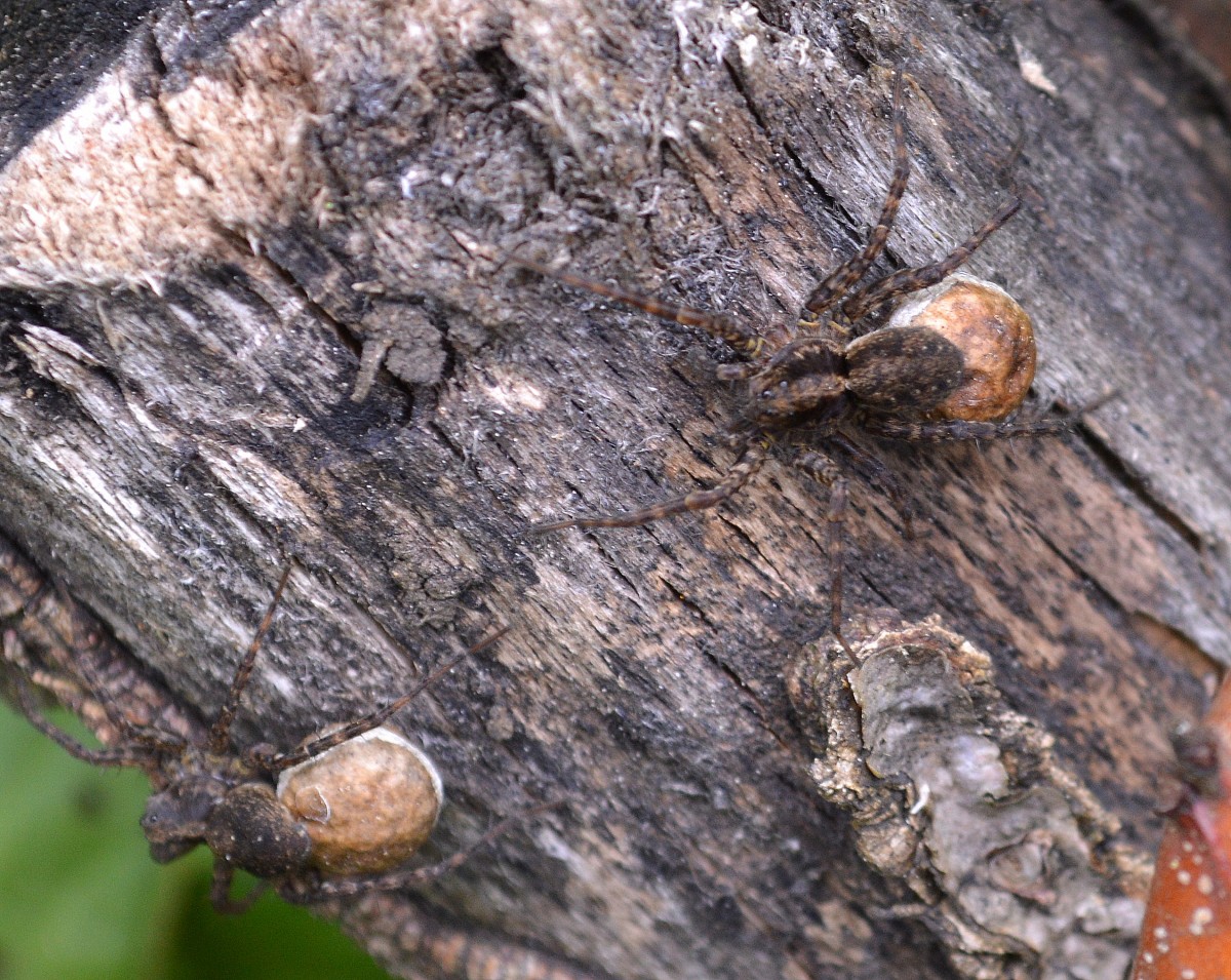 Wahrscheinlich Weibchen der Art Pardosa lugubris mit Eikokon am Hinterleib wie es bei vielen Wolfspinnenarten üblich ist am 01.06.14 Hochwaldhausen im Vogelsbergkreis (Hessen).