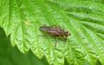Auch das ist wohl ein zu den Fliegen zählendes Insekt Art? am 04.05.14 Hochwaldhausen im Vogelsbergkreis (Hessen).