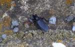 Fliegen und Mucken/354645/diese-schwarz-glnzende-relativ-groe-insekt Diese schwarz glnzende relativ groe Insekt msste eine Mrzfliege (Bibio marci) sein, 22.04.14 Schnefeld b.Berlin
