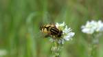Wunderschn getarnt als wespenhnliches Insekt getarnt eine Groe Sumpfschwebfliege (Helophilus trivattatus), 28.07.14 Mhlenbeck/Mnchmhle b.Berlin.