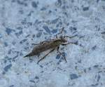 Fliegen und Mucken/99335/auch-insekten-haben-ernsthafte-feinde-in Auch Insekten haben ernsthafte Feinde in der Insektenwelt, hier eine Jagdfliege auch Schlichte Raubfliege genannt (Machimus rusticus), 21.08.10 Berlin-Karow.