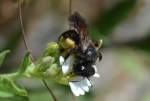 Wahrscheinlich eine Holzbiene (Xylocopa iris) am 18.06.14 Berlin-Karow.