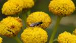 Recht häufig in den Blütenrispen zu beobachten, diese kleine Insekt, möglicherweise eine Wespenart? am 28.07.14 Mühlenbeck/Mönchmühle b.Berlin.