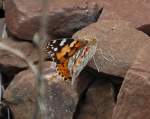 Der neben dem Kohlenweiling hufigste Schmetterling in Deutschland ist der Distelfalter (Vanessa cardui), 12.08.10 Berlin-Schnefeld.