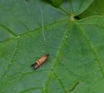 Dieses kleine golden färbige Insekt mit den überlangen Fühlern ist ein Kleinschmetterling mit dem latainischen Namen (Nemophora degeerella L.) am 04.05.14 Hochwaldhausen im Vogelsbergkreis (Hessen).