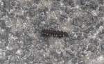 sonstige/354643/wahrscheinlich-die-larve-von-einem-insekt Wahrscheinlich die Larve von einem Insekt Art? am 31.03.14 Berlin-Karow.