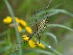 Eine der vielleicht optisch auffälligsten und ich finde hübschesten Spinnenarten in Deutschland und auch recht groß werdend, die zu den echten Radnetzspinnen gehörende Zebra- bzw.