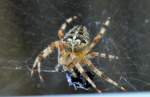 Leider hinter Glas, trotzdem sind Details gut erkennbar, eine Gemeine Kreuzspinne(Araneus diadematus) mit Beute im Netz am S-Bhf.