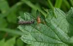 Diese kleine Spinne der Art? hat eine Schlammfliege erbeutet, 01.05.14 Hochwaldhausen im Vogelsbergkreis (Hessen).