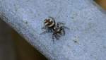 Während jetzt zum Herbstbeginn schon eine ganze Reihe Insekten gar nicht mehr zu sehen sind ist die Spinnenwelt noch recht aktiv, hier die kleine Zebraspinne (Salticus scenius) am 06.10.14