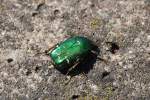 Erst brummte es laut und schillerte gr�n in der Luft, dann setzte sich dieser herrliche Rosenk�fer (Cetonia aurata) unweit meiner F��e auf den Bahnsteig, 14.05.12 Berlin-Sch�nefeld.