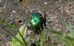 Aus solch einer N�he sehe ich einen Rosenk�fer (Cetonia aurata) zum ersten mal, die silbernen Rinnen auf den hinteren Deckenfl�geln sind �brigens typisch f�r diese Art und keine Besch�digungen wie man denken k�nnte. In Deutschland inzwischen auch in  ...