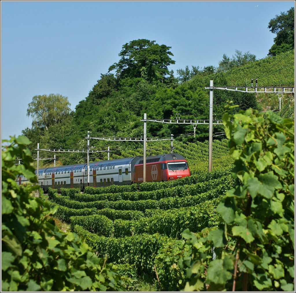 Ein Intercity in den Weinbergen des Lavaux.
(18.07.2012)
