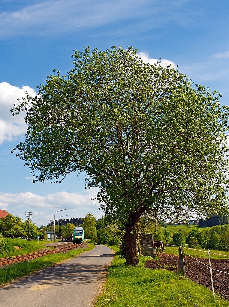 Zwar wenig Zug, aber ich hoffe es findet trotzdem Gefallen...
Der VT 265 (95 80 0648 165-8/665-7 D-VC) der vectus Verkehrsgesellschaft mbH am 28.05.2013 beim Halt im Bf Enspel (Westerwald). 
Er f�hrt als RB auf der Oberwesterwaldbahn (KBS 461) die Verbindung Limburg(Lahn) - Westerburg - Hachenburg - Altenkirchen - Au (Sieg).
