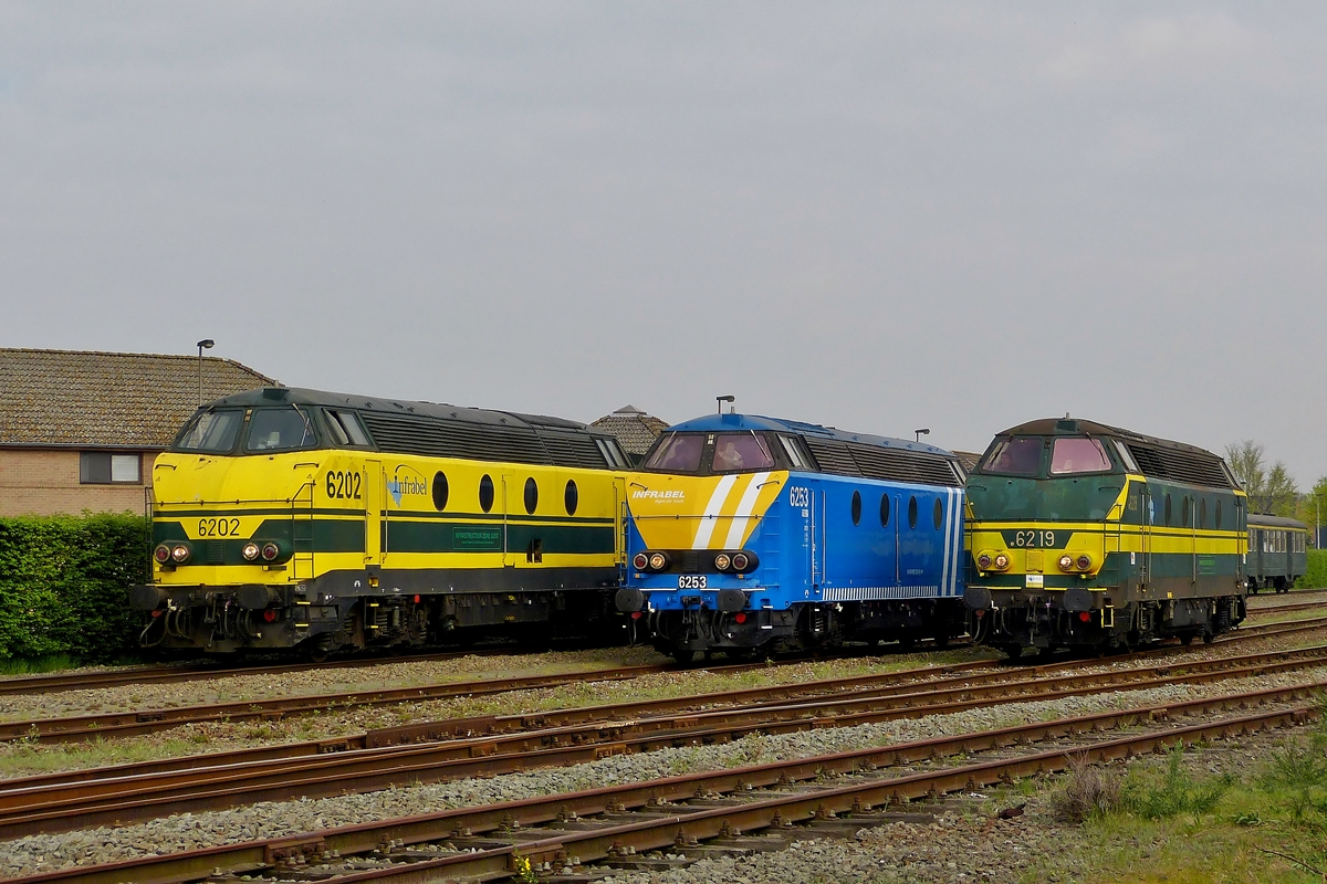 . Bei der PFT/TSP Sonderfahrt  Hommage aux locos de la s�rie 62  nahmen gleich drei Sch�nheiten teil: Die HLD 6202, 6253 und 6219. Beim Fotostop im Bahnhof von Zelzate wurden die drei Dieselloks f�r die Fotografen neben einander aufgestellt.

Die drei Loks sind noch bei Infrabel im Einsatz und zeigen drei unterschiedliche Farbgebungen, welche noch bei Einzelportraits ausgiebig beschrieben werden. 05.04.2014 (Hans)