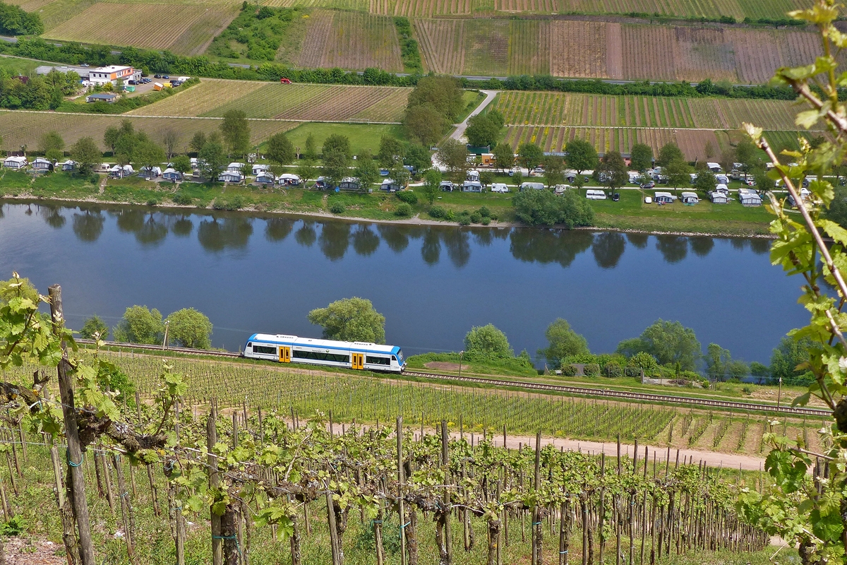 . In den Weinbergen in Reil an der Mosel kann man die Strecke Bullay - Traben-Trarbach einsehen - Der Rhenus Logistics Stadler Regio-Shuttle 650 351 kommt am 13.05.2015 aus Traben-Trarbach und hat soeben den Bahnhof von Reil verlassen und f�hrt nun an der Mosel entlang, bevor er den P�ndericher Hangviadukt bef�hrt auf seiner Reise nach Bullay. (Jeanny)