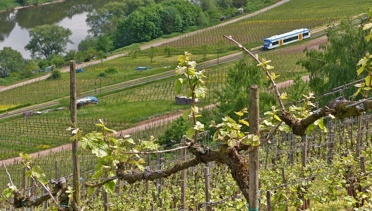 . Weinreben und Regio-Shuttle - Noch ein Versuch den Rhenus Logistics Stadler Regio-Shuttle 650 351 zusammen mit den Weinreben in Reil zu fotografieren. Der Zug hat am 13.05.2015 als RB 85 Traben-Trarbach - Bullay (Moselweinbahn) den Bahnhof von Reil verlassen und f�hrt nun in Richtung Bullay. (Jeanny)