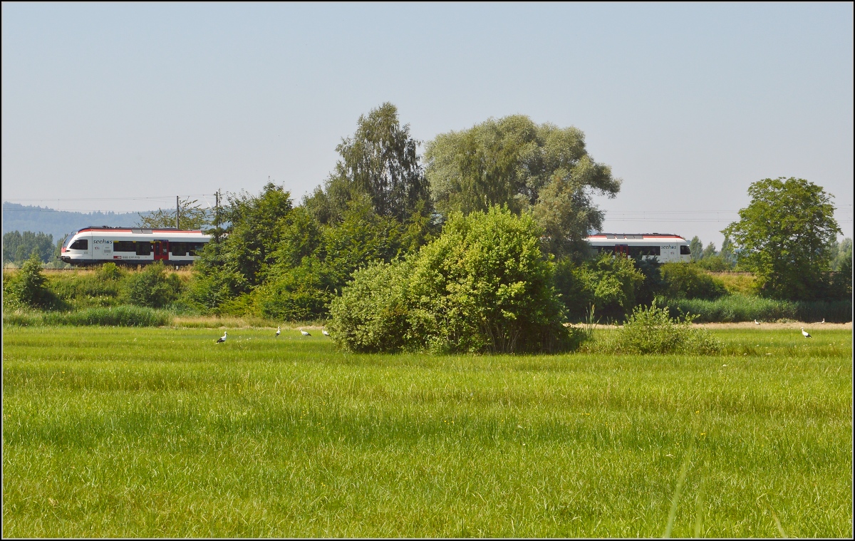 10 Jahre Seehas mit der SBB. 

Seehas und die Störche. Böhringen, Juli 2015.