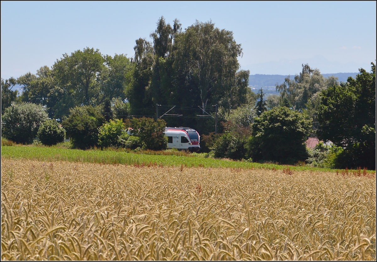 10 Jahre Seehas mit der SBB.

Ein Sommerbild mit Seehas. Allensbach, Juni 2015.