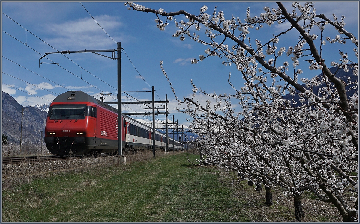 Aprikosenblüte im Wallis und im Hintergrund liegt noch Schnee auf den Bergen. Die SBB Re 460 fährt mit ihrem, IR Richtng Genève Aéroport zwischen Saxon und Charrat-Fully durchs Wallis.
4. April 2018
