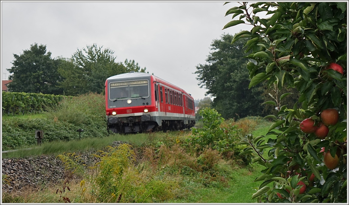 Der 928/628.555 fährt an einer Apfelplantage bei Nonnenhorn vorbei.
(18.09.2015)