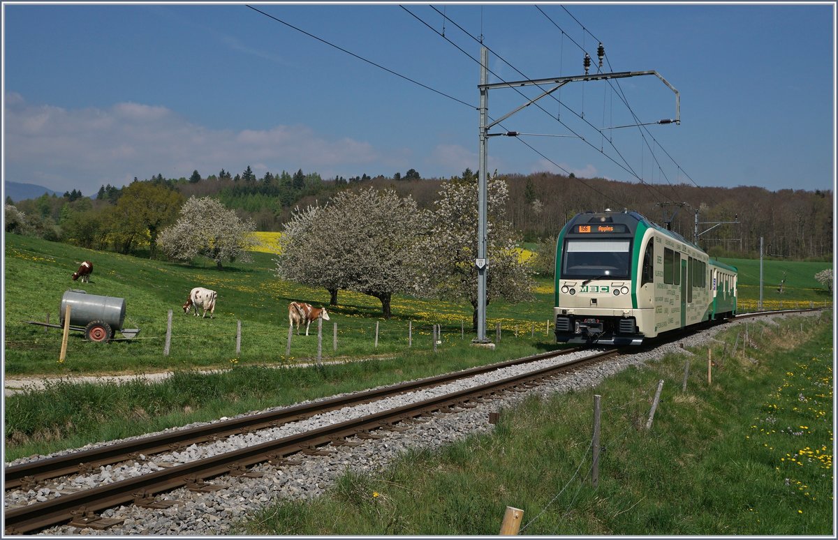 Die BAM MBC bedient die Strecke Apples - L'Isle mit einer Fahrzeit von vierzehn Minuten im Stundentakt. In der Hauptverkehrszeit am Morgen und Mittag wird der Halbstundentakt angeboten, damit dies mit in Ermangelung an Kreuzungsstation mit einer Komposition bewerkstelligt werden kann, hält der Zug unterwegs nur in Pampigny-Sévery und Montricher, so dass bei einer Fahrzeit von nun dreizehn Minuten der Zug eine Stunde lange ständig hin und her pendelt. Das Bild zeigt den Be 4/4 35 (SURF) mit seinem Bt 54 als Regionalzug 529 von L'Isle nach Apples kurz vor seinem Ziel.
11. April 2017