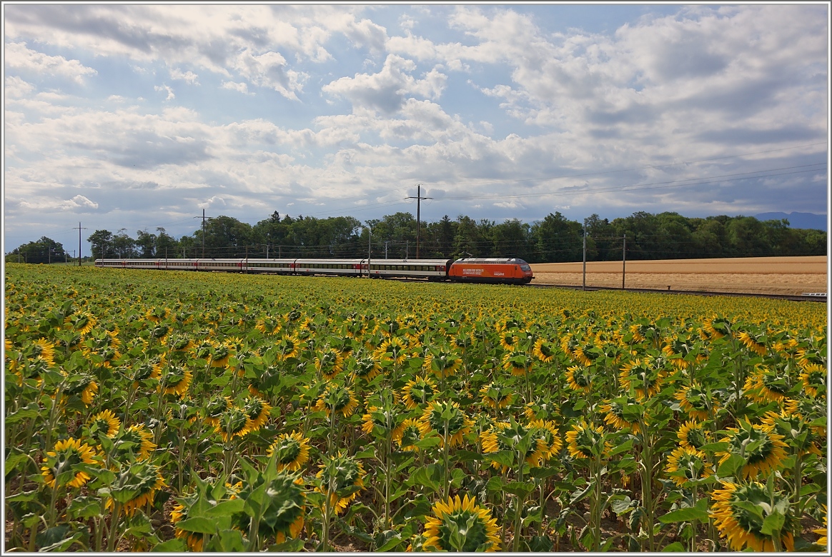Die  easy-jet  Re 460 063-1 mit dem IR 1716 von Brig nach Genève Aéroport kurz nach Allaman.
(08.07.2015)
