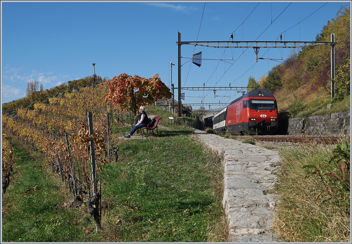 Die SBB Re 460 015 fährt mit einem IR nach Luzern zwischen Bossière und Grandvaux durchs Lavaux. 
26. Ok.t 2017