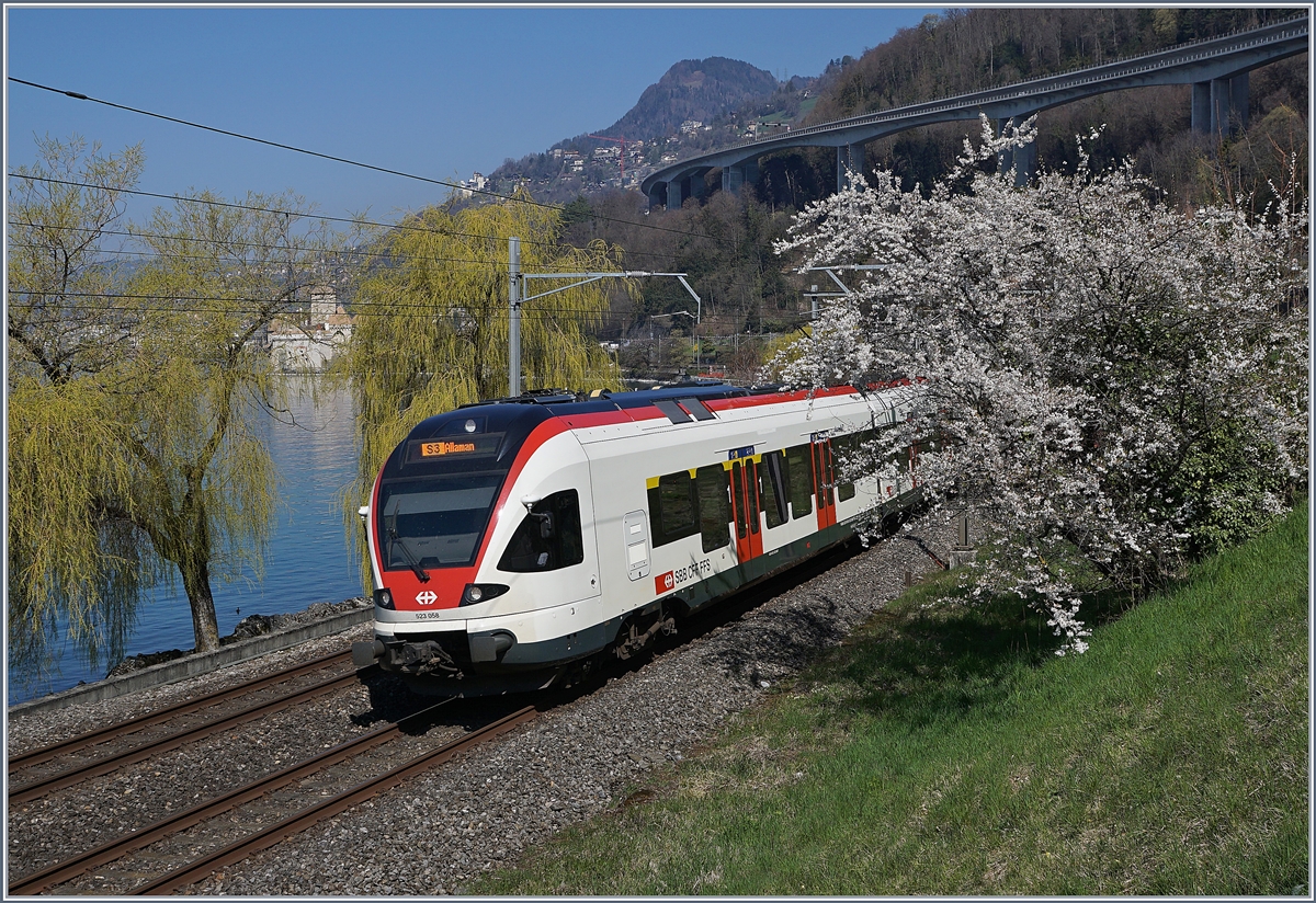 Ein Flirt mitten im Frühling! Zwischen blühenden und Blatt spriessenden Sträucher/Bäumen hindurch sucht sich der SBB RABe 523 058 seinen Weg nach Villeneuve. Im Hintergrund, nur andeutungsweise erkennbar das Château de Chillon. 
29. März 2019