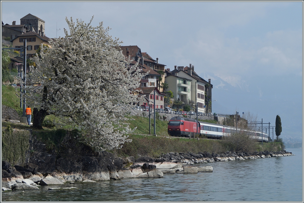 Frühling am  Kleinen See , welcher eine Re 460 mit ihrem IR Brig - Genève zum Bahnbildsujet  aufwertet .
6. April 2014 