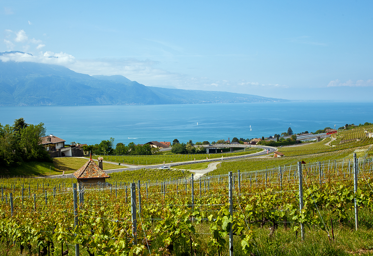 
Im Lavaux: Einen Blick durch die Weinberge auf den Genfersee bei Chardonne-Jongny am 20.05.2018. 

Zu Hause am PC sah ich erst was man hier noch  (rechts) sehen kann, die Standseilbahn Vevey–Chardonne–Mont-Pèlerin (VCP der MVR bzw. GoldenPass).  Ich denke hier kann, nein muss ich nochmal hin, etwas weiter vorgehen und bekomme noch bessere Bilder von der Standseilbahn.

Das wusste wohl auch mein bester Freund Stefan nicht ;-)
