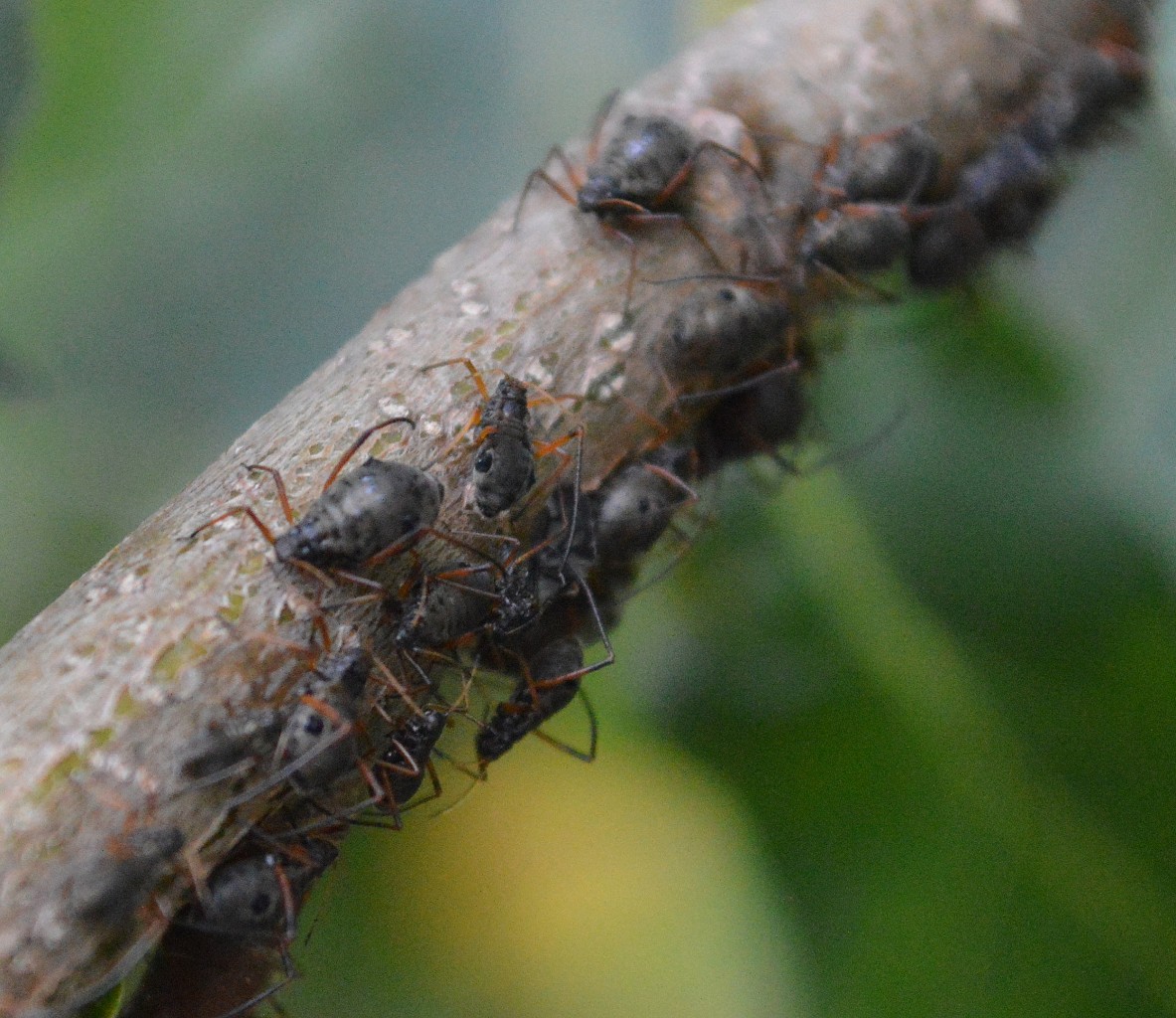 In Familienkolonien zusammen sitzen hier Blattlausweibchen der Art Lachnus roborius (honigtaubildende Art) auf einem Zweig einer Eiche und werden zeitweise auch von Ameisen zum Abmelken der Honigtautröpfchen am Hinterleib besucht, 10.10.14 Berlin-Pankow.