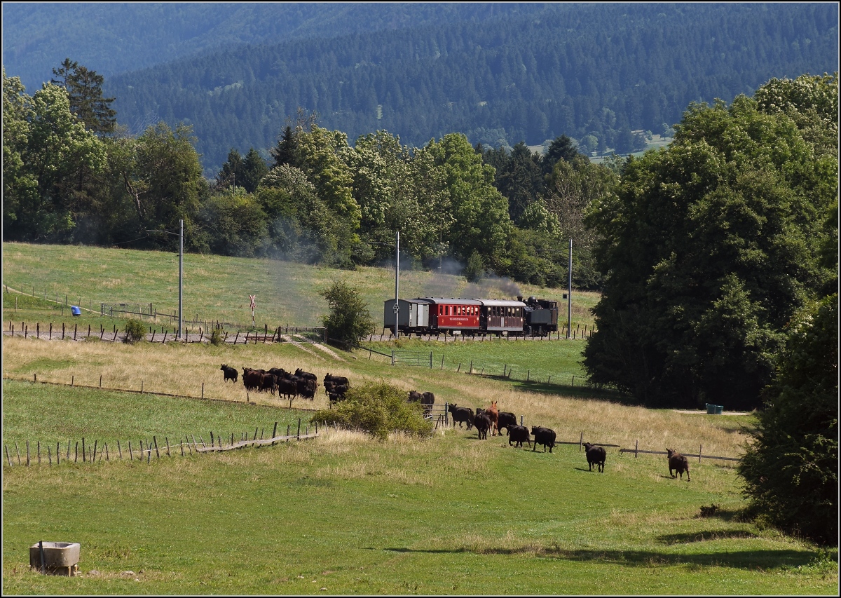 Mit der E 206 nach Tavannes. La Traction Sonderzug bei Pâturage de Sagnes. Die Rinderherde von Orange war nicht etwa auf der Flucht, sondern auf dem Weg zur genaueren Betrachtung. Da ging es sogar noch auf eine weitere Weide, wo sich die Herde im letzten Eck sammelte, als für mich der Zug längst hinter dem Wäldchen verschwunden war. Diese Rindviecher sind offensichtlich echte Eisenbahnfans. August 2019.