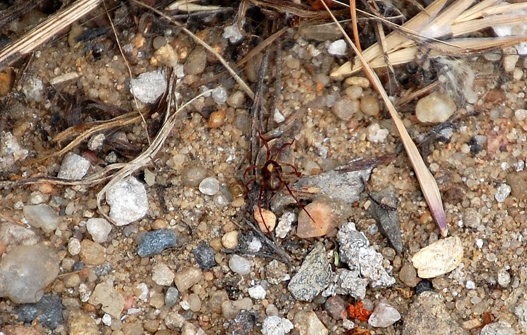 Ob es sich hier um eine Spinnen- oder Milbenart handelt vermag ich nicht zu sagen, auf jedenfall ein interessantes winziges Lebewesen was ich durch Zufall am Boden im Dickicht entdeckte, 18.06.13 Berlin-Karow.