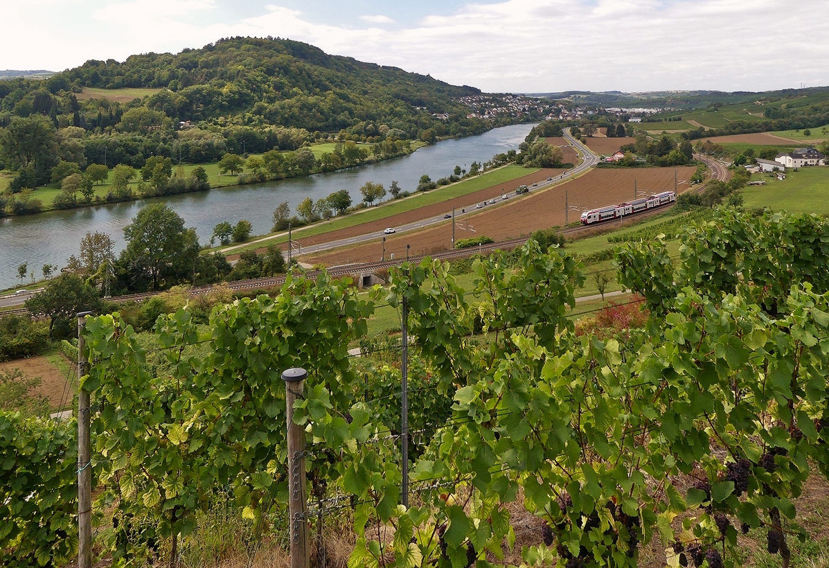 Oben am Grutenh�uschen zwischen Wasserbilligerbr�ck und Igel reifen die Trauben, w�hrend unten im Moseltal ein CFL KISS vorbeif�hrt auf seiner Reise von Luxembourg Gare Centrale nach Koblenz Hbf. 02.09.2018 (Jeanny) 