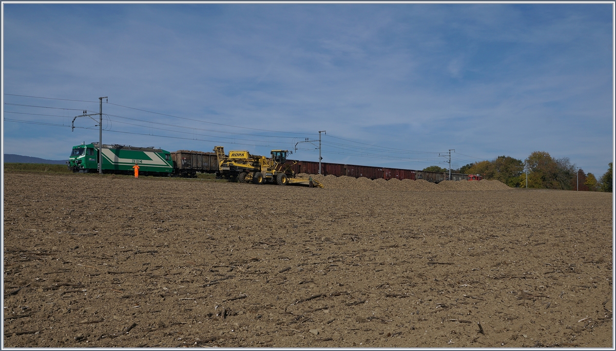 �berblick �ber den Zuckerr�benverlad auf freier Strecke bei Reverolle: die BAM MBC Ge 4/4 21 steht abgeb�gelt mit sieben aufgebockten Eaos und den Tm 2/2 41 auf der Strecke w�hrend  die Zuckerr�benverlademaschiene den ersten Eaos f�llt. Wenn die sieben Wagen in gut einer Stunde voll sind, werden noch Zuckerr�ben f�r zwei wagen �brig sein. 
17. Okt. 2017