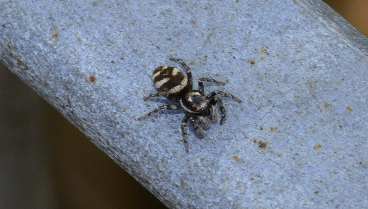 Während jetzt zum Herbstbeginn schon eine ganze Reihe Insekten gar nicht mehr zu sehen sind ist die Spinnenwelt noch recht aktiv, hier die kleine Zebraspinne (Salticus scenius) am 06.10.14 Berlin-Hohenschönhausen. 