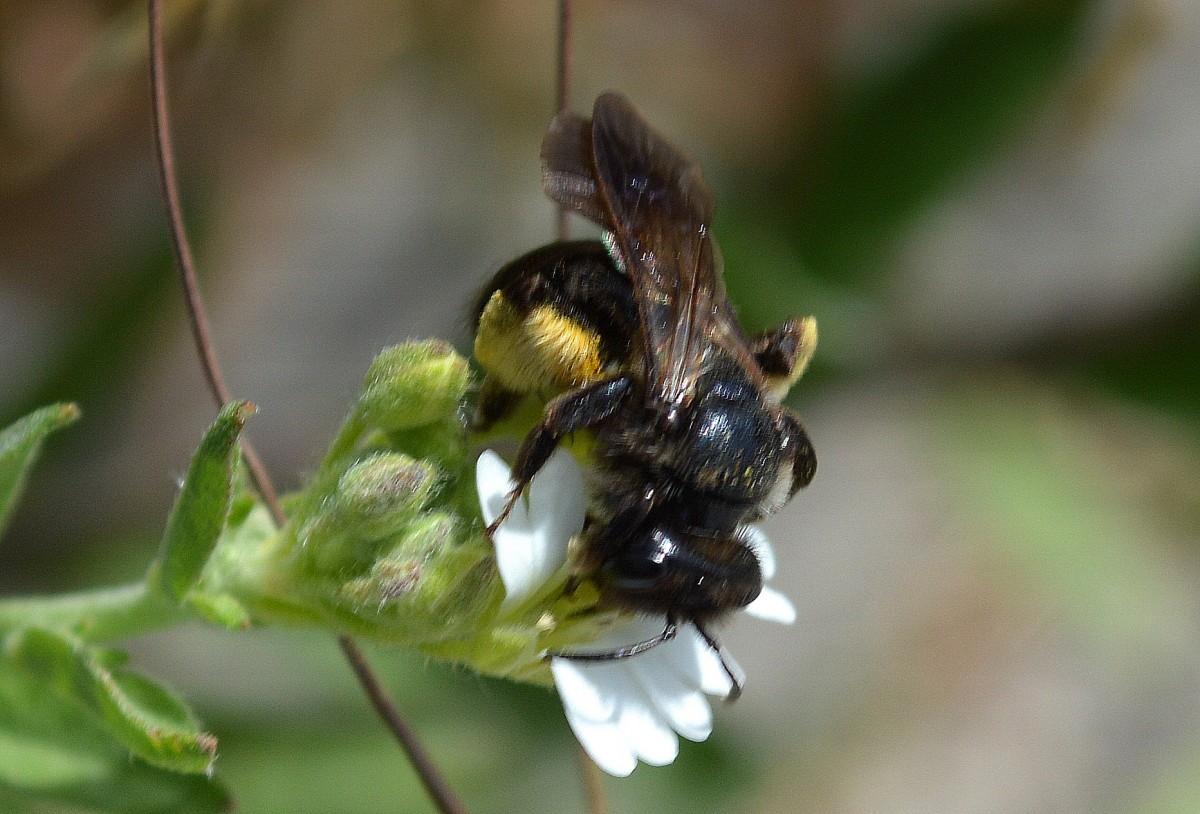 Wahrscheinlich eine Holzbiene (Xylocopa iris) am 18.06.14 Berlin-Karow.