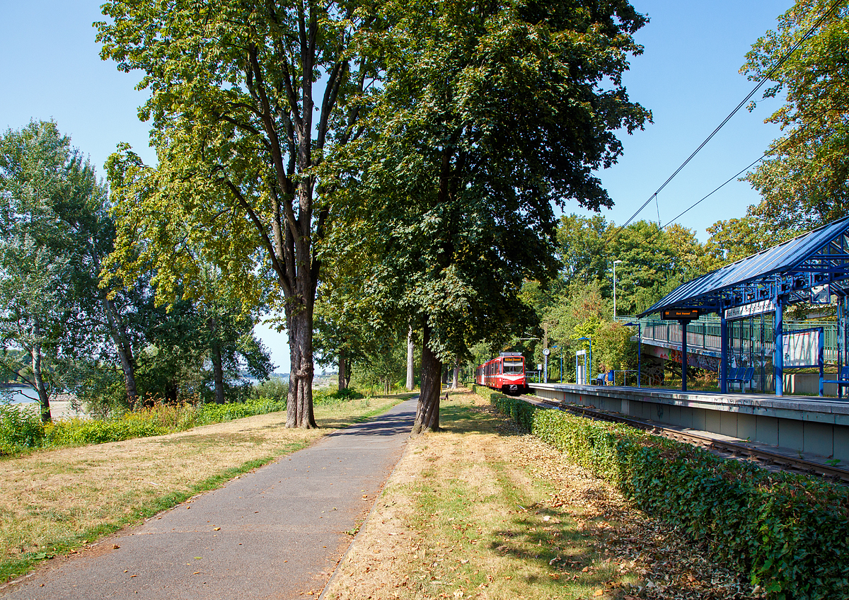 
Zwei gekuppelte Gelenktriebwagen B80C-Z (modernisierte DUEWAG B-Wagen) der SWB (Stadtwerke Bonn Verkehrs GmbH)  erreichen am 28.08.2018, als Stadtbahnlinie 66 bald die vorletzte Station Bad Honnef – am Spitzenbach. 

In der linken Bildseite kann man ihn fast nur erahnen, den „Rhein“, der noch immer wenig Wasser f�hrt.
