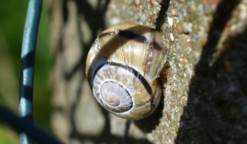 Ist Das Eine Ganz Normale Garten Banderschnecke Cepaea Hortensis