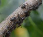 In Familienkolonien zusammen sitzen hier Blattlausweibchen der Art Lachnus roborius (honigtaubildende Art) auf einem Zweig einer Eiche und werden zeitweise auch von Ameisen zum Abmelken der