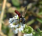 Auch diese absonderliche fast wespenähnliche Verhalten dieser Fliege und die eigenartigen Seitentaschen (Pollen?) machen diese Fliege interessant, es ist die Raupenfliege Cylindromya bicolor, 29.07.14 Berlin-Karow.