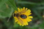 hummeln-bienen-wespen/354839/eine-fleissige-hosenbiene-dasypoda-altercator-beim Eine fleißige Hosenbiene (Dasypoda altercator) beim Pollen sammeln am 24.06.14 Berlin-Karow.