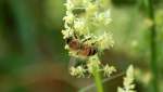 Auf den ersten Blick nicht gleich als Honigbiene erkennbar, durch Kreuzungen mit der italienischen Honigbiene Apis mellifera ligustica kommen auch bei uns zuweilen Arbeiterinen mit rötlichen